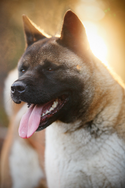 IMAGE: http://mickocastren.1g.fi/kuvat/koirat/dajm/02.jpg/_small.jpg