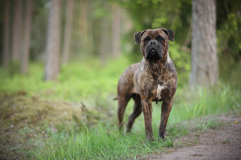 IMAGE: http://mickocastren.1g.fi/kuvat/koirat/irma/irma03.jpg/_big.jpg