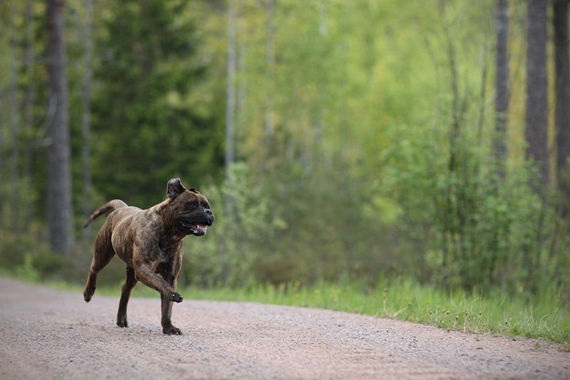 IMAGE: http://mickocastren.1g.fi/kuvat/koirat/irma/irma04.jpg/_big.jpg