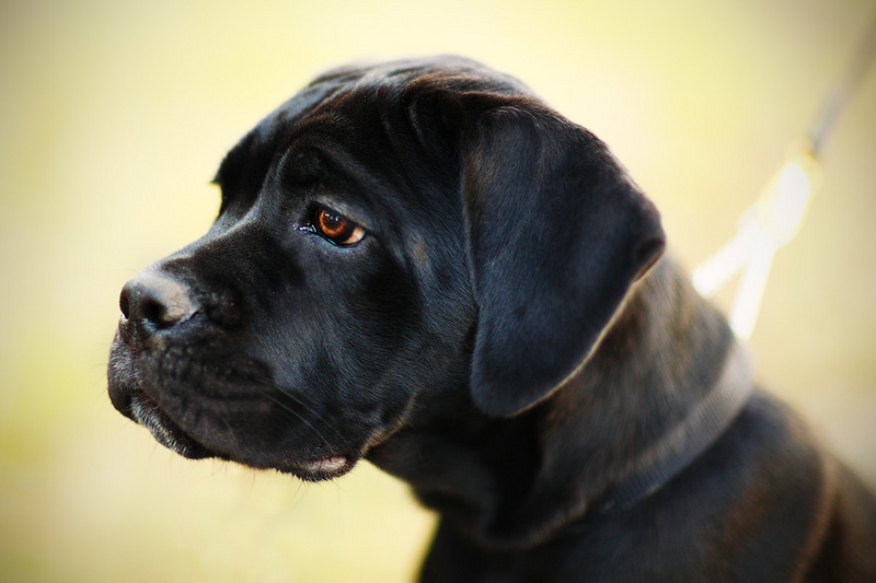 IMAGE: http://mickocastren.1g.fi/kuvat/koirat/laku/02.jpg/_small.jpg